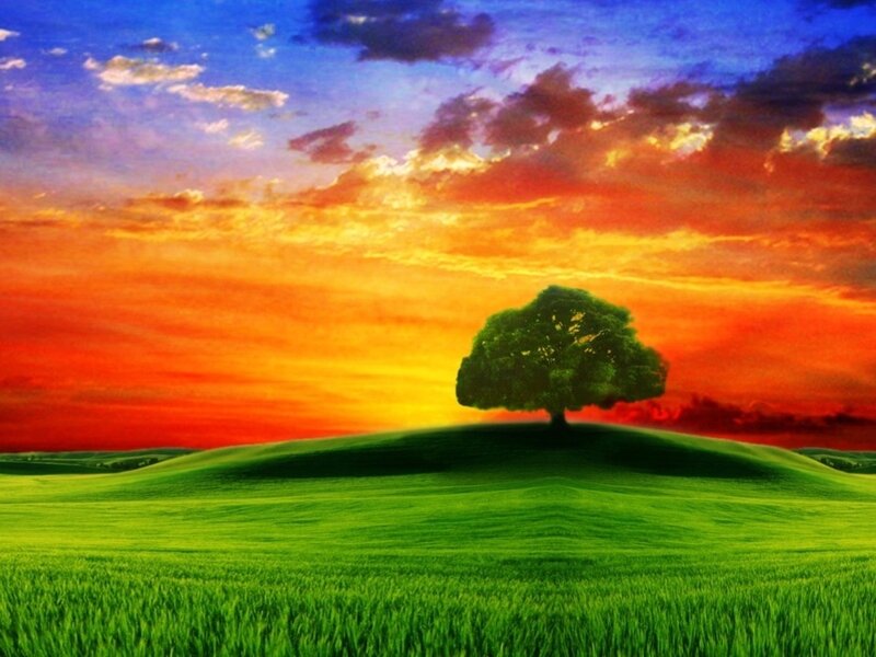 Solitary Tree on Hill — Green, Dramatic, Sunset, Digital Art