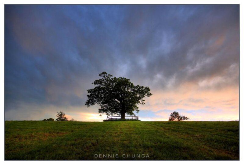 Solitary Tree on Hill — Green, Dramatic, Sunset, Photograph, Bench