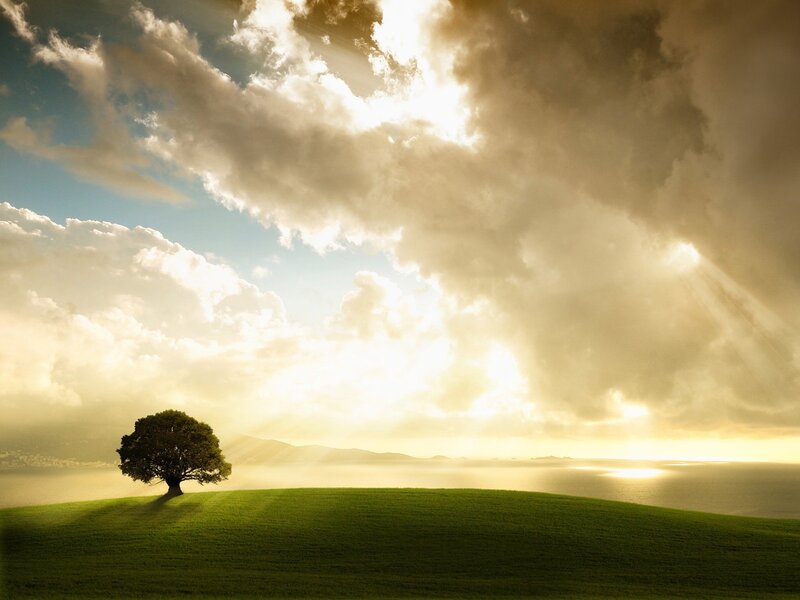 Solitary Tree on Hill — Green, Dramatic, Sunset, Photograph, Clouds, Sea