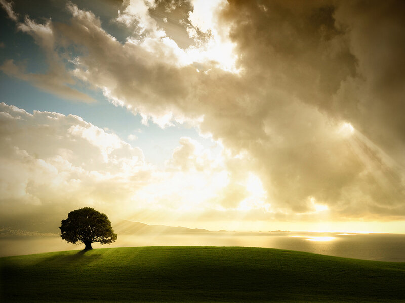 Solitary Tree on Hill — Green, Dramatic, Sunset, Photograph, Clouds, Sunlight, Sea