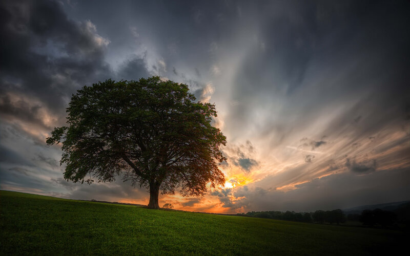 Solitary Tree on Hill — Green, Dramatic, Sunset, Photograph, Field, Clouds, Sun