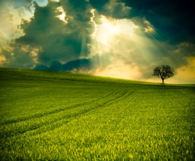 Solitary Tree on Hill — Green, Dramatic, Sunset, Photograph, Field, Clouds, Sunlight