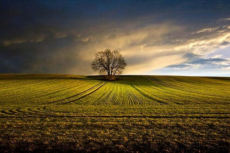 Solitary Tree on Hill — Green, Dramatic, Sunset, Photograph, Field, Clouds