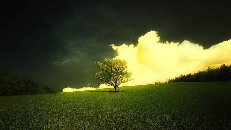 Solitary Tree on Hill — Green, Dramatic, Sunset, Photograph, Field