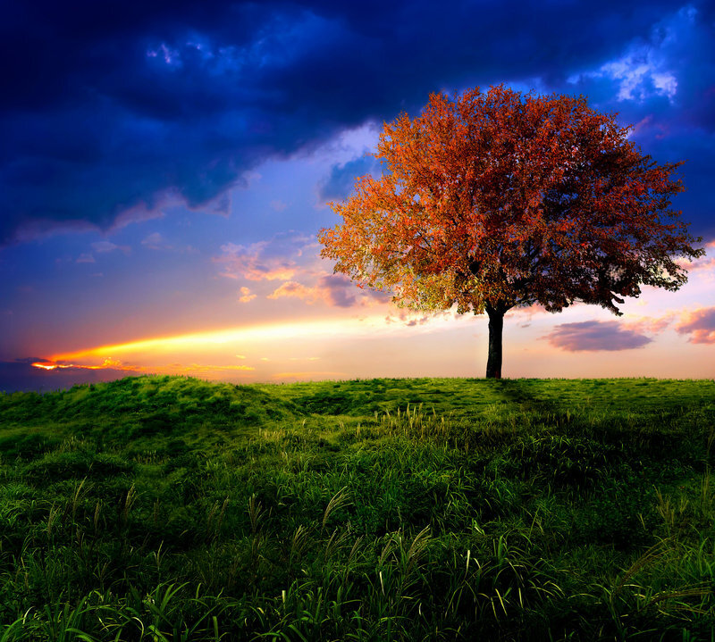 Solitary Tree on Hill — Green, Dramatic, Sunset, Photograph, Grass