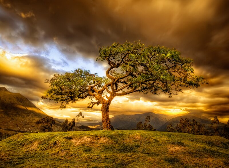Solitary Tree on Hill — Green, Dramatic, Sunset, Photograph, Mountains, Clouds