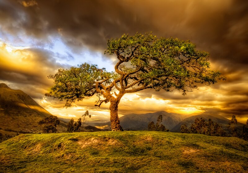 Solitary Tree on Hill — Green, Dramatic, Sunset, Photograph, Mountains