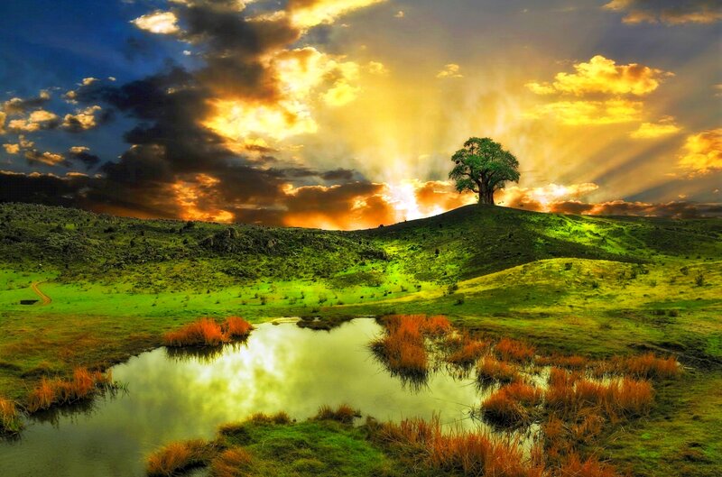 Solitary Tree on Hill — Green, Dramatic, Sunset, Photograph, Pond