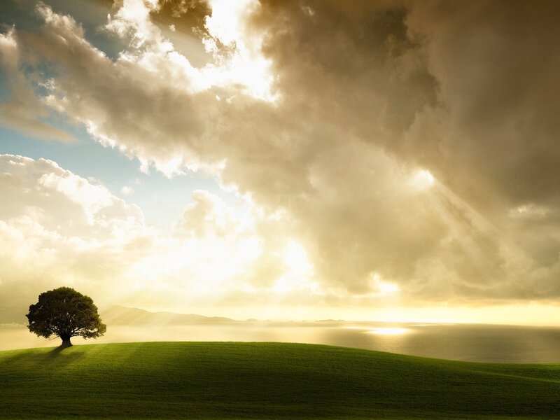 Solitary Tree on Hill — Green, Dramatic, Sunset, Photograph
