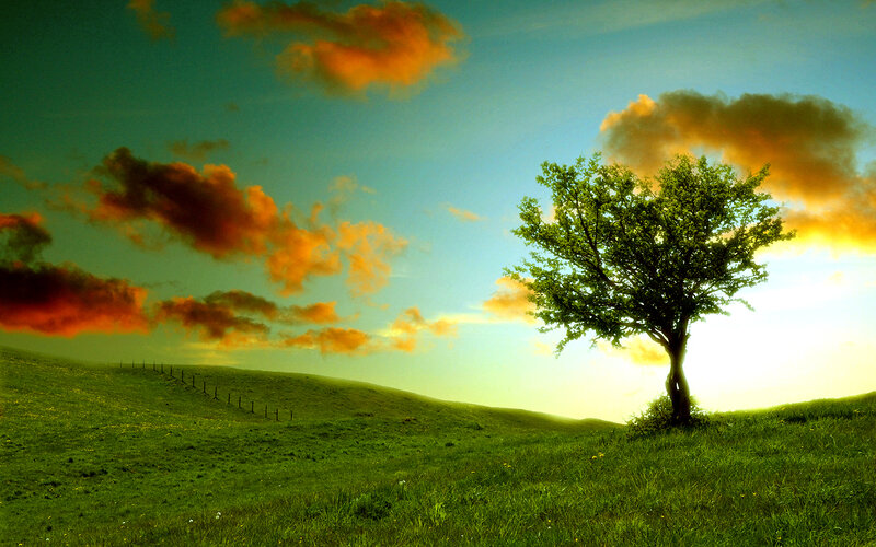 Solitary Tree on Hill — Green, Dramatic, Sunset