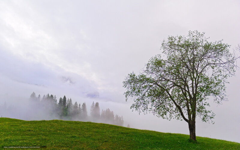 Solitary Tree on Hill — Green, Misty