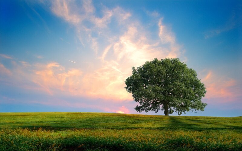 Solitary Tree on Hill — Green, Pink