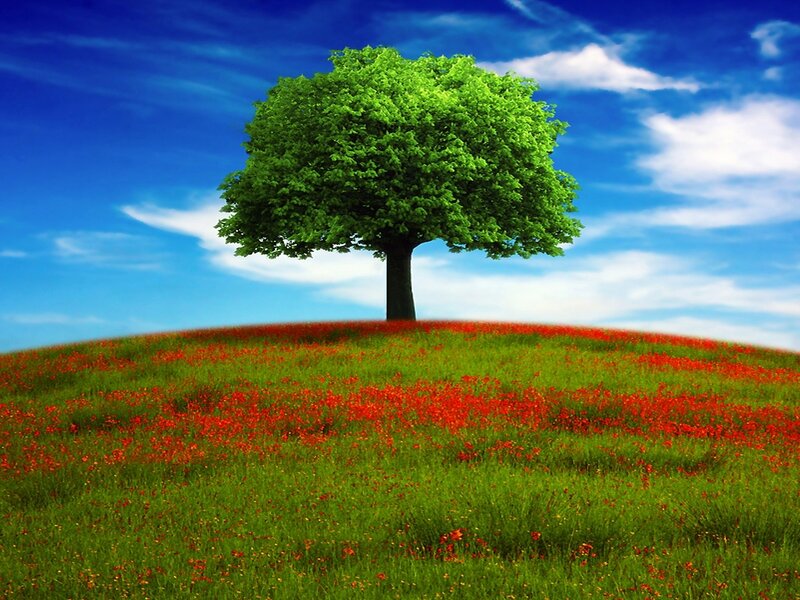 Solitary Tree on Hill — Green, Serene, Afternoon, Digital Art