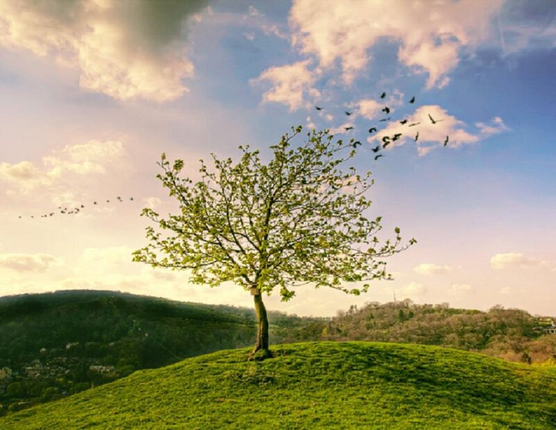 Solitary Tree on Hill — Green, Serene, Afternoon, Photograph, Birds