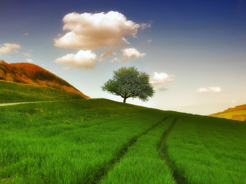 Solitary Tree on Hill — Green, Serene, Afternoon, Photograph, Clouds, Hills