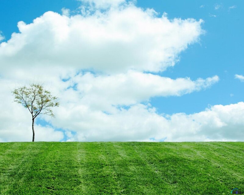 Solitary Tree on Hill — Green, Serene, Afternoon, Photograph, Clouds