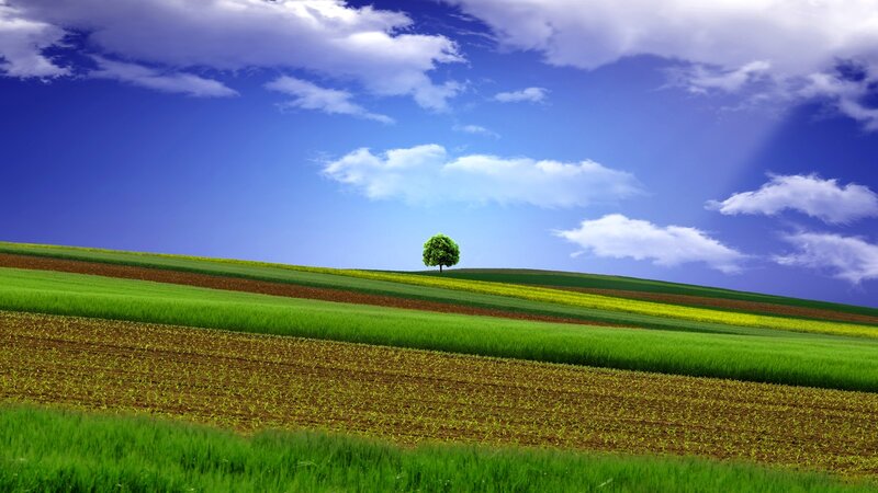 Solitary Tree on Hill — Green, Serene, Afternoon, Photograph, Field, Clouds, Sky