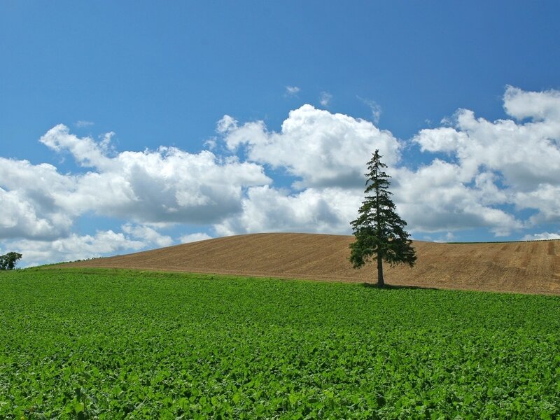 Solitary Tree on Hill — Green, Serene, Afternoon, Photograph, Field, Clouds
