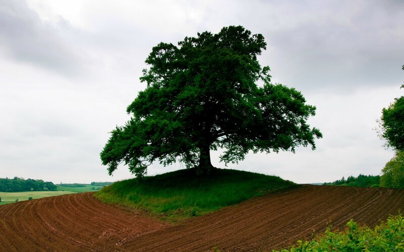 Solitary Tree on Hill — Green, Serene, Afternoon, Photograph, Field, Sky, Trees, Brown