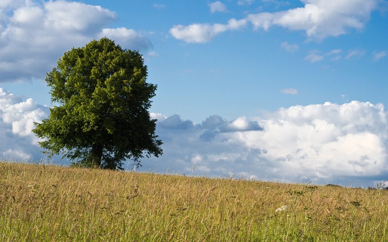 Solitary Tree on Hill — Green, Serene, Afternoon, Photograph, Field