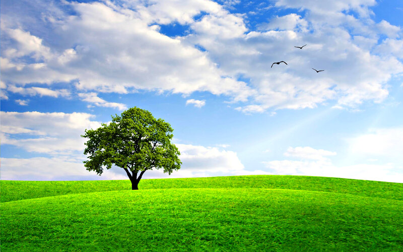 Solitary Tree on Hill — Green, Serene, Afternoon, Photograph, Grass, Birds