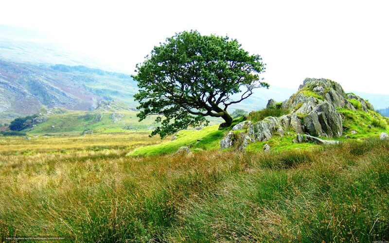 Solitary Tree on Hill — Green, Serene, Afternoon, Photograph, Grass, Rocks