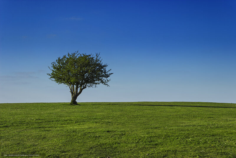 Solitary Tree on Hill — Green, Serene, Afternoon, Photograph, Grass, Sky, Shadow