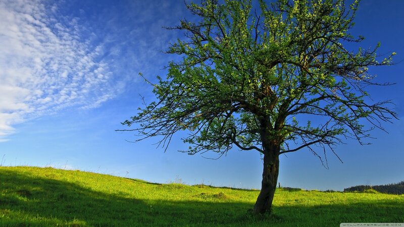 Solitary Tree on Hill — Green, Serene, Afternoon, Photograph, Grass, Sky