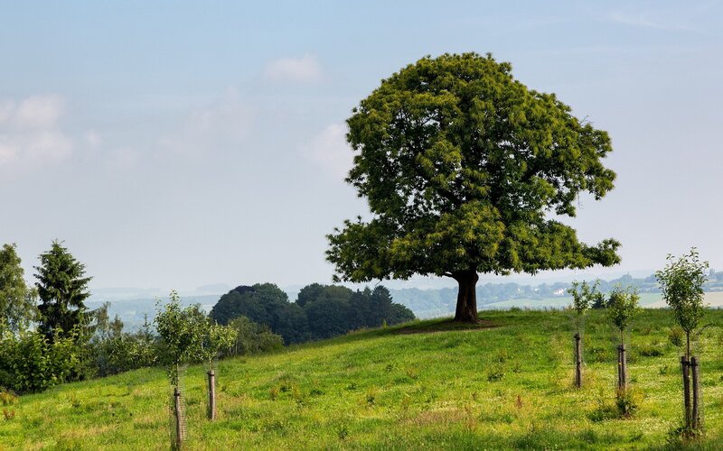 Solitary Tree on Hill — Green, Serene, Afternoon, Photograph, Grass, Sky, Trees, Blue