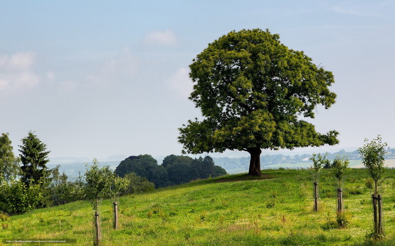 Solitary Tree on Hill — Green, Serene, Afternoon, Photograph, Grass, Sky, Trees