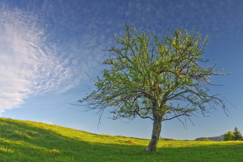 Solitary Tree on Hill — Green, Serene, Afternoon, Photograph, Grass
