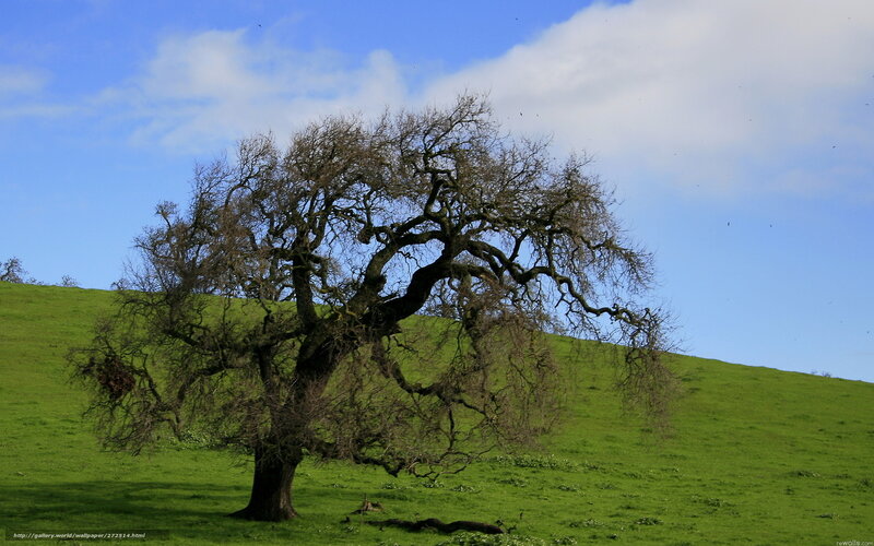 Solitary Tree on Hill — Green, Serene, Afternoon, Photograph, Green Grass
