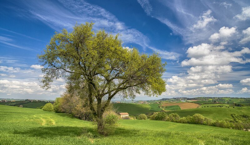 Solitary Tree on Hill — Green, Serene, Afternoon, Photograph, Hills, Clouds