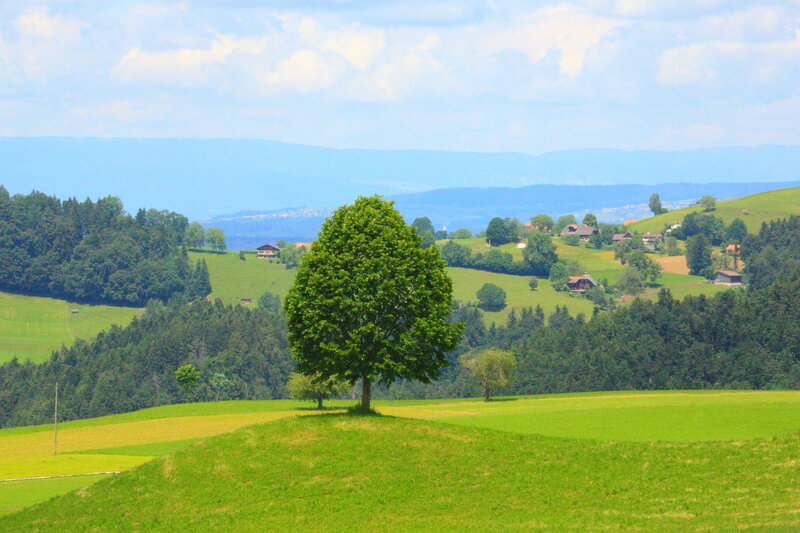 Solitary Tree on Hill — Green, Serene, Afternoon, Photograph, Hills