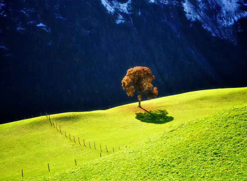Solitary Tree on Hill — Green, Serene, Afternoon, Photograph, Mountain
