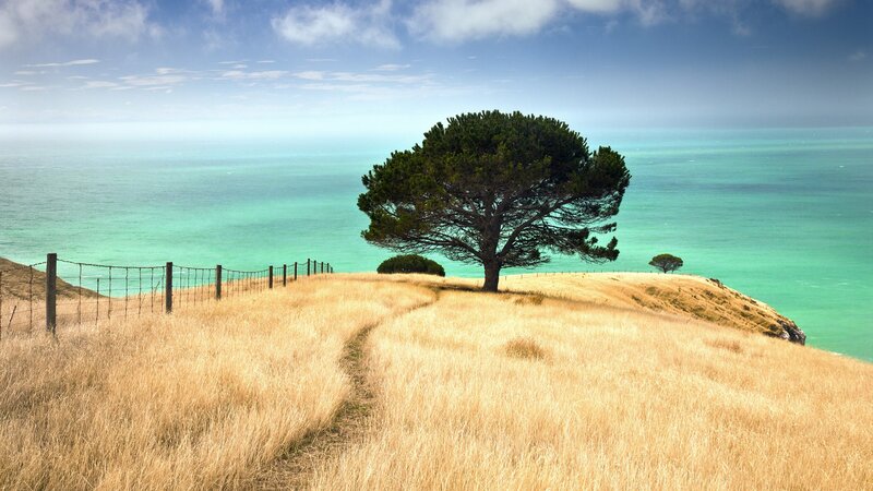 Solitary Tree on Hill — Green, Serene, Afternoon, Photograph, Ocean