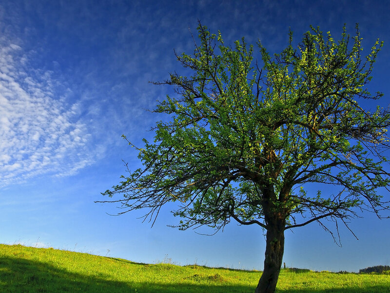 Solitary Tree on Hill — Green, Serene, Afternoon, Photograph, Sky, Clouds
