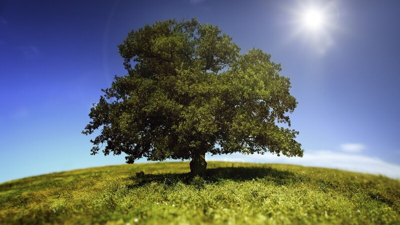 Solitary Tree on Hill — Green, Serene, Afternoon, Photograph, Sun, Sky