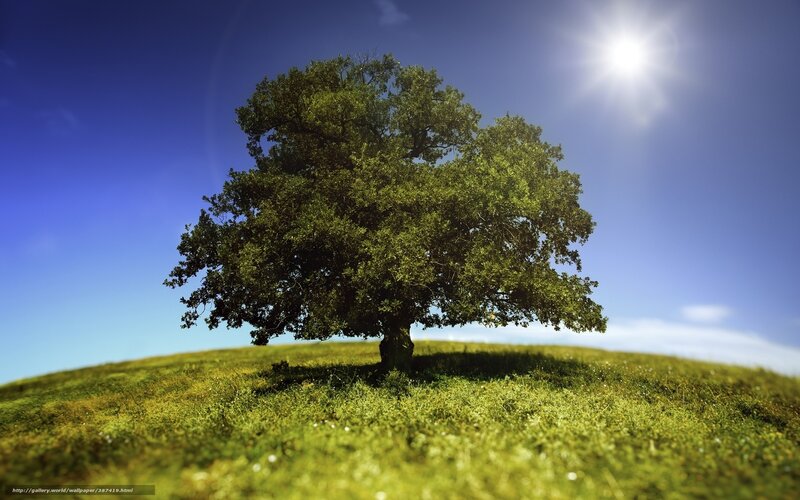 Solitary Tree on Hill — Green, Serene, Afternoon, Photograph, Sun