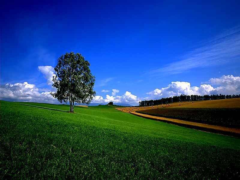 Solitary Tree on Hill — Green, Serene, Afternoon, Photograph