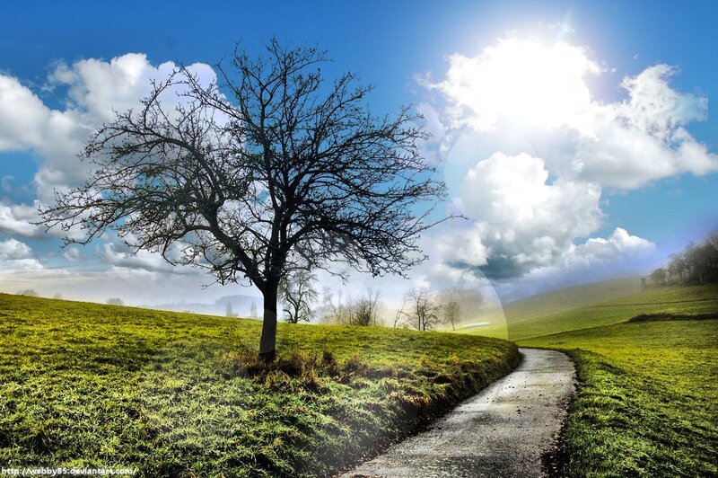 Solitary Tree on Hill — Green, Serene, Afternoon