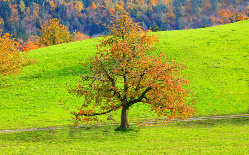 Solitary Tree on Hill — Green, Serene, Autumn, Photograph