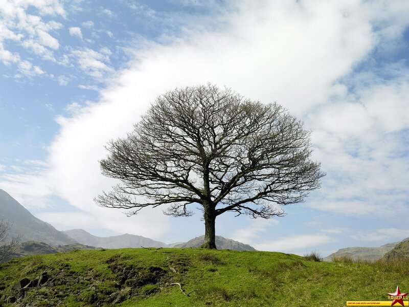 Solitary Tree on Hill — Green, Serene, Autumn
