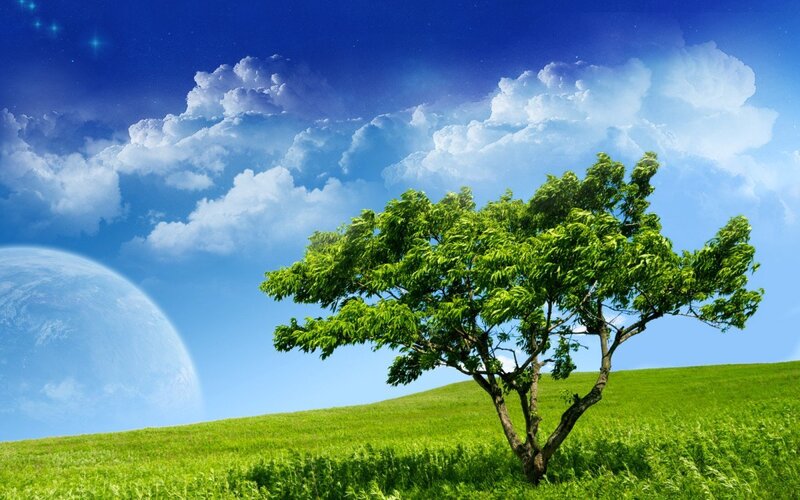Solitary Tree on Hill — Green, Serene, Day