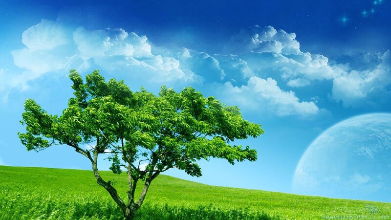 Solitary Tree on Hill — Green, Serene, Daytime