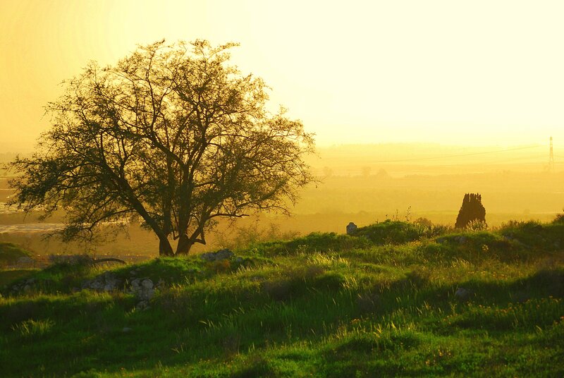 Solitary Tree on Hill — Green, Serene, Sunrise, Photograph, Distant Landscape