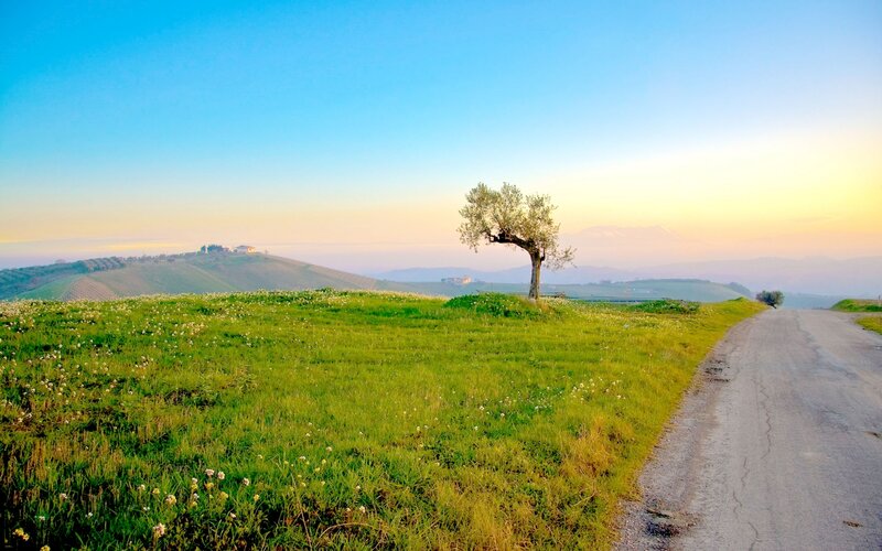 Solitary Tree on Hill — Green, Serene, Sunrise, Photograph
