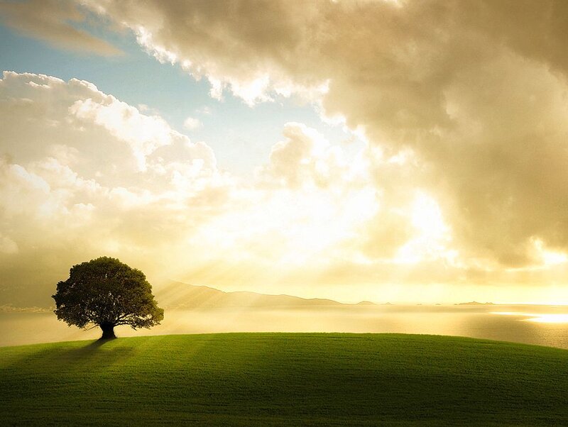 Solitary Tree on Hill — Green, Serene, Sunrise