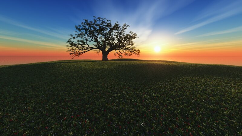 Solitary Tree on Hill — Green, Serene, Sunset, 3d Render
