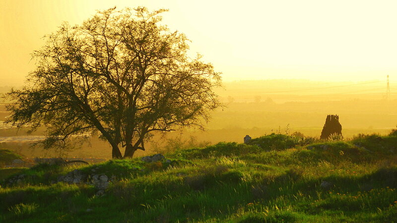 Solitary Tree on Hill — Green, Serene, Sunset, Photograph, Distant Landscape